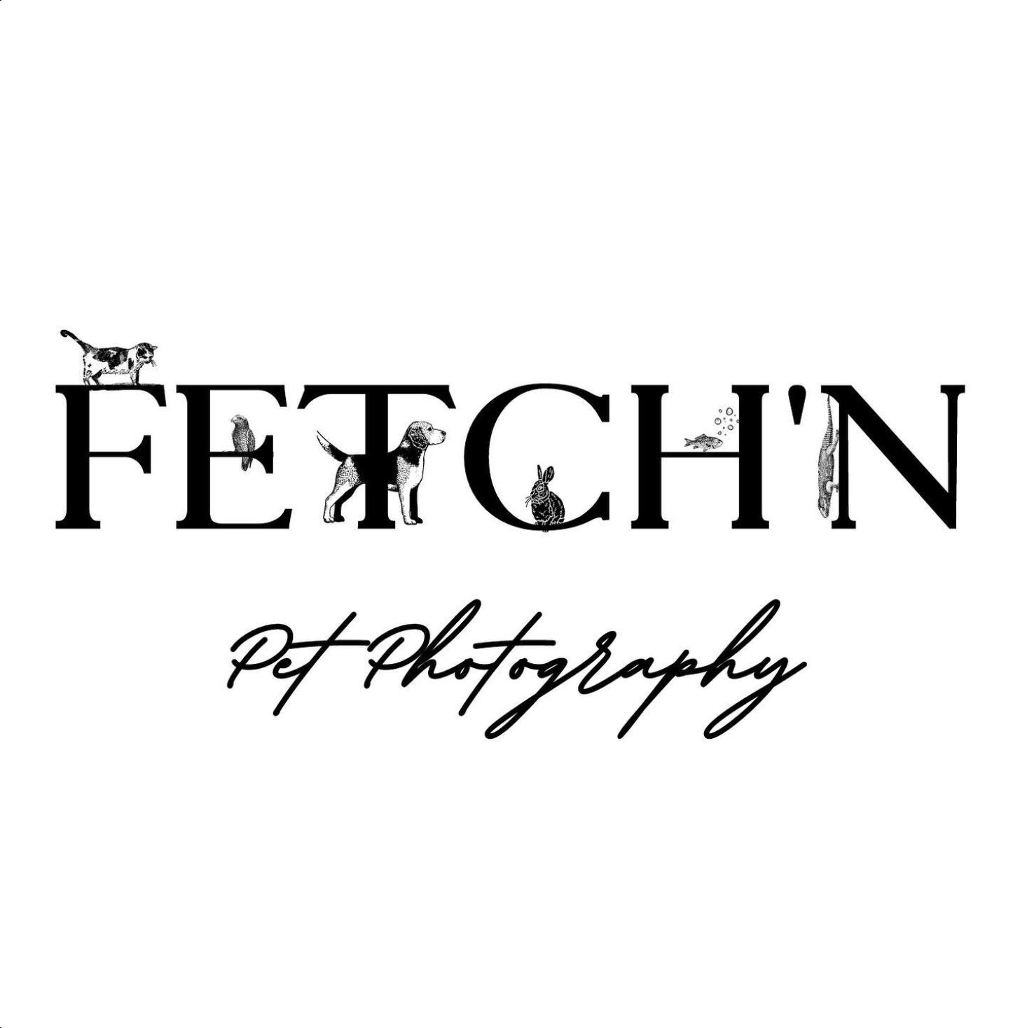 Fetch n' pet photography