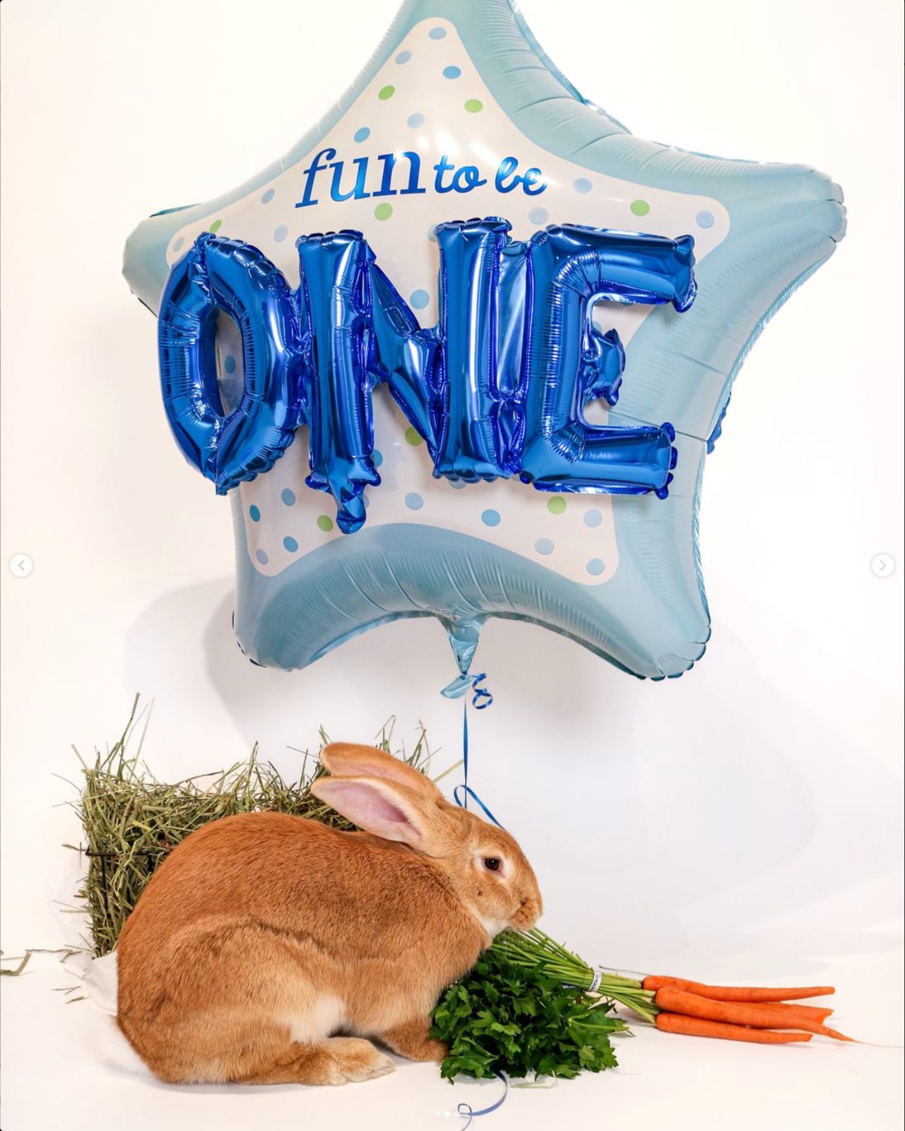 Fetch n' pet photography