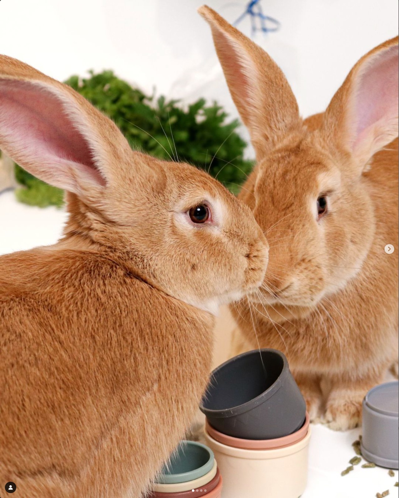 Fetch n' pet photography